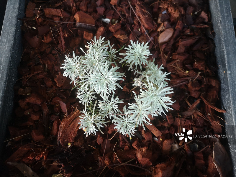 Crossostephium图片素材