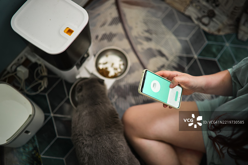 电子喂食器与现代科技：一位女性在照顾她的灰色苏格兰折耳猫。图片素材