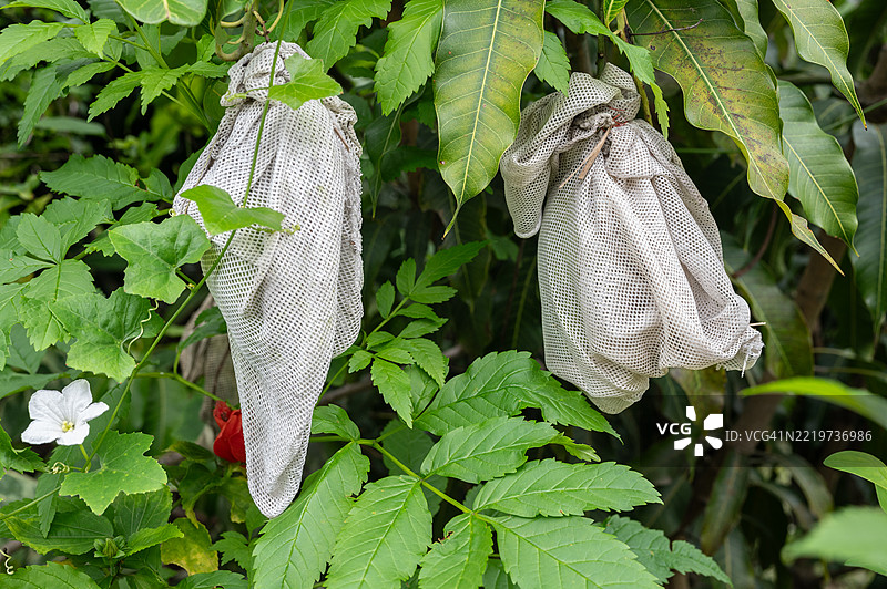 用水果保护袋包裹的芒果。这些精细编织的袋子能有效防止昆虫、水果蝇、蛾子、负鼠和鸟类的侵害。图片素材