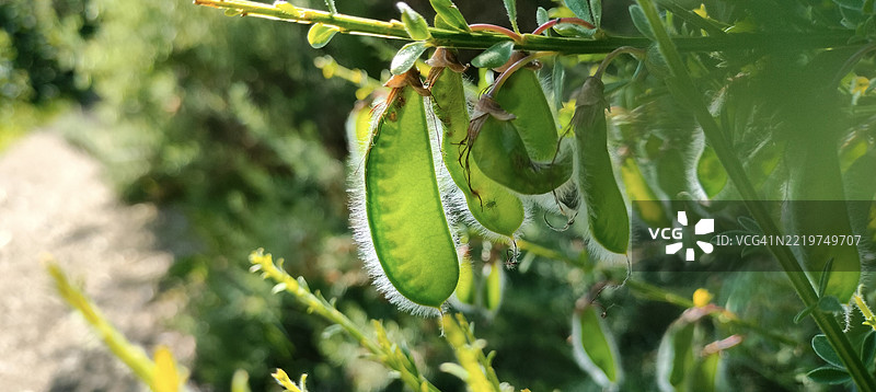 逆光下的绿色苏格兰金雀花（Cytisus scoparius）荚果特写图片素材