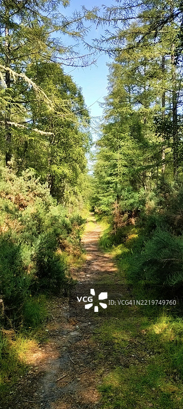 埃尔金的采石场森林中的小径景观图片素材