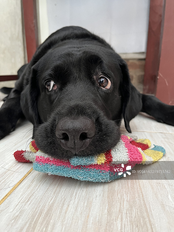黑色拉布拉多犬躺着，旁边有一只五彩的毛线手套图片素材