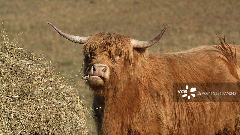 毛茸茸的高地牛与干草堆图片素材