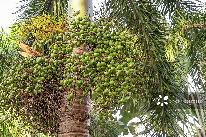 槟榔果在树上成熟图片素材