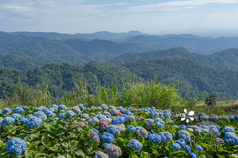 泰国北部雾霭晨曦中的美丽阳光与花卉前景。图片素材