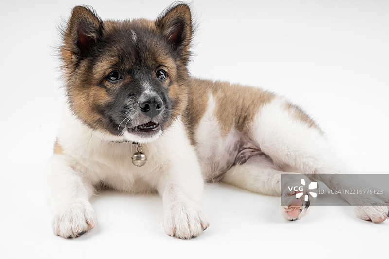 泰国邦卡威犬，邦卡威小狗宠物肖像。图片素材