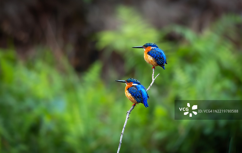 马达加斯加国王翠鸟栖息在马达加斯加的拉诺马法纳附近图片素材