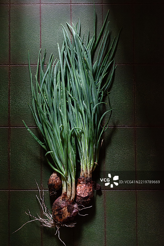 一束新鲜的青葱放在绿色背景上，静物摄影。图片素材