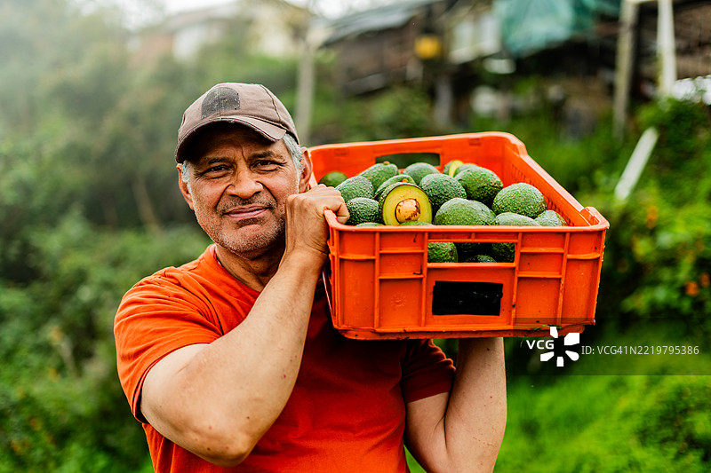 农民在农场收获鳄梨的肖像图片素材