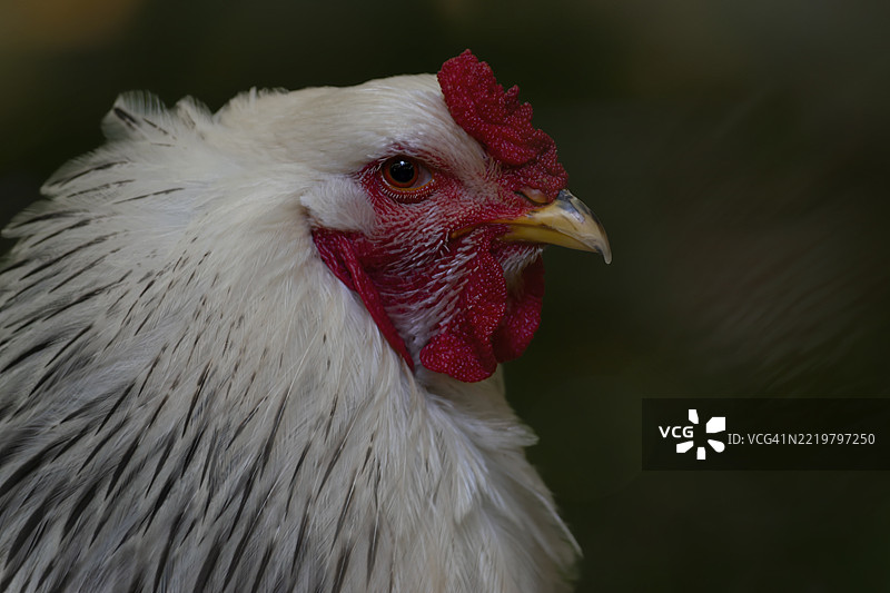 巴拉马鸡图片素材
