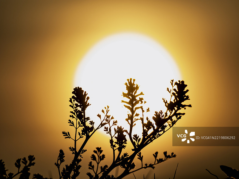 炎热无云的夏日，太阳日冕在地平线上，前景中有植物的剪影。图片素材