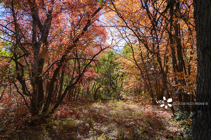 犹他州公园城森林中的红橙色树叶树木图片素材
