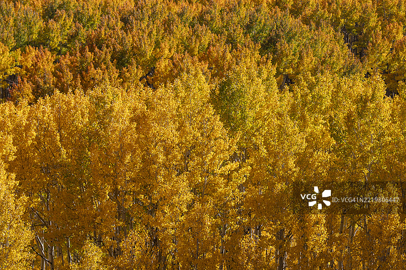 犹他州五彩斑斓的白杨树图片素材
