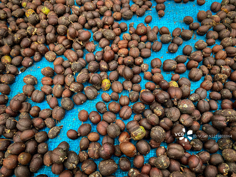在阳光直射下晾干的咖啡豆图片素材