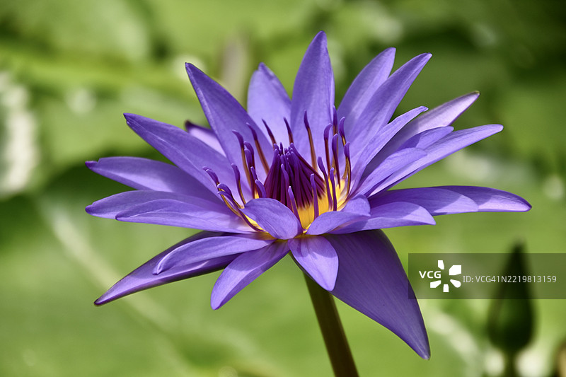 睡莲科 2图片素材