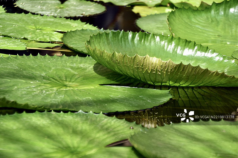 特鲁迪·斯洛库姆的离去 (1)图片素材