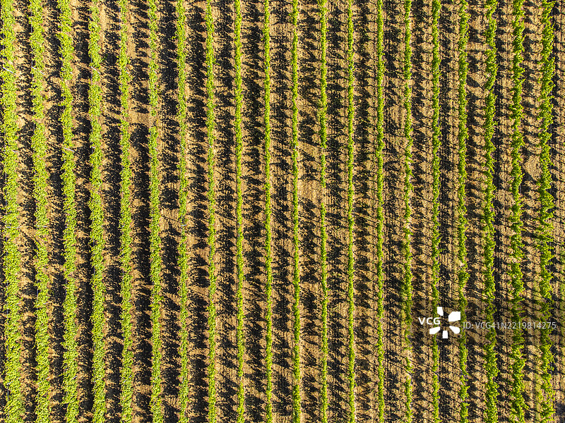 托斯卡纳，奎尔切托的吉诺里城堡葡萄园图片素材