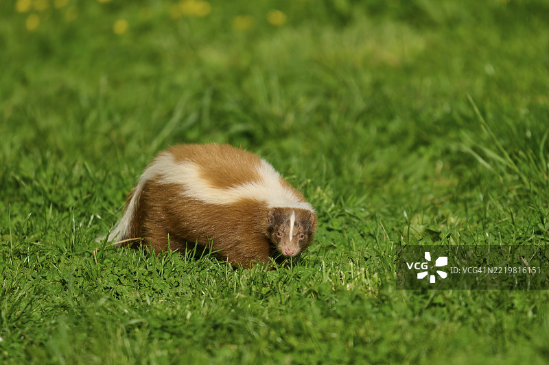 臭鼬（Mephitis mephitis），在绿色草地上，具有特征性的毛皮图案，法国，欧洲图片素材