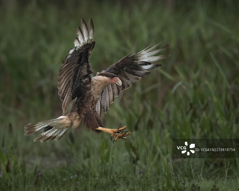 冠雕鸮降落图片素材
