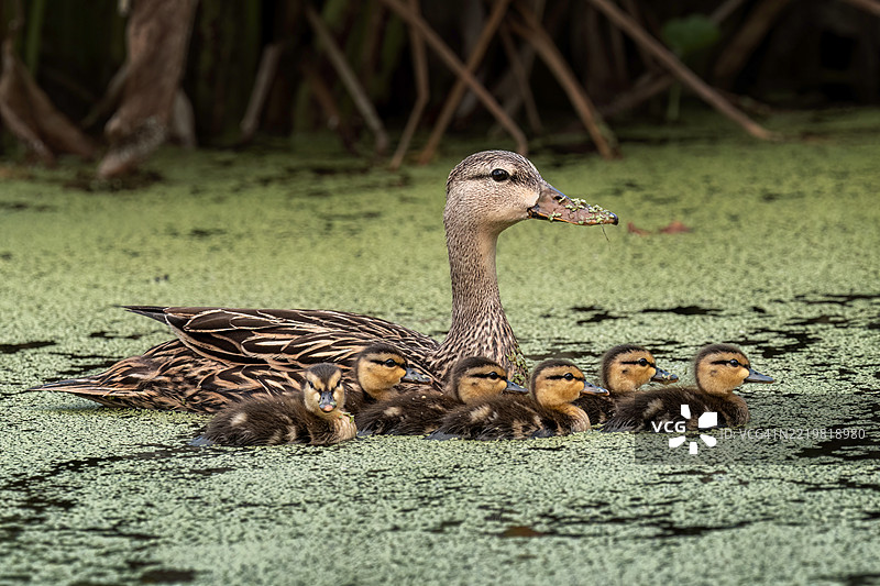 局外人图片素材