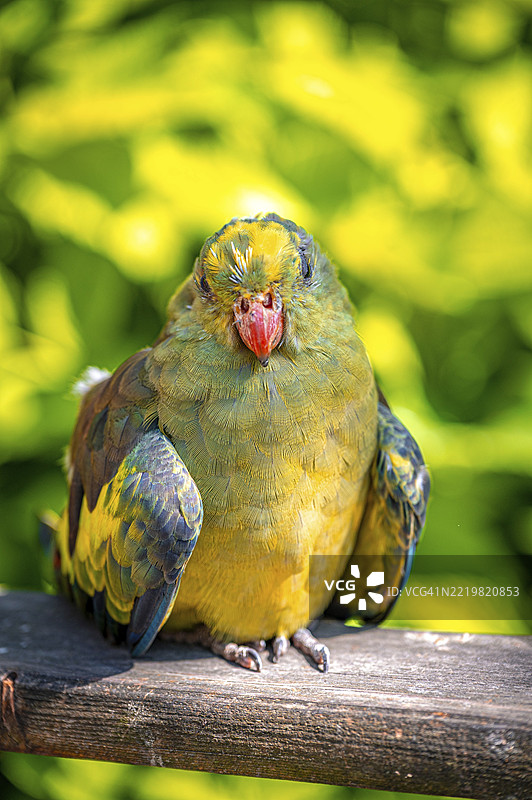 一只腹部为黄色的活鹦鹉（鹦形目）栖息在木制格栅上，德国图林根州苏尔。图片素材