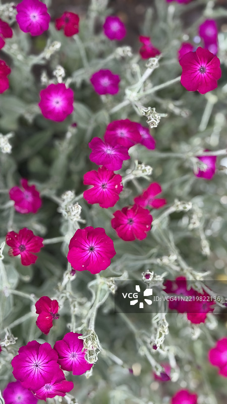粉色玫瑰花（Silene Coronaria）植物的花蕾、盛开和特写图片素材