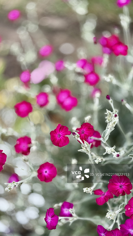 粉色玫瑰花（Silene Coronaria）植物的花蕾、盛开和特写图片素材