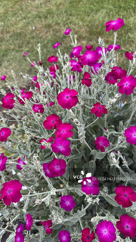 粉色玫瑰花（Silene Coronaria）植物的花蕾、盛开和特写图片素材