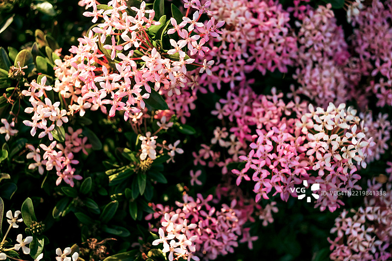 矮小的九重葛或迷你九重葛花卉植物在日落下图片素材