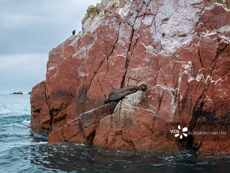 在秘鲁巴耶斯塔斯岛上，海狮在红色岩石上晒太阳图片素材