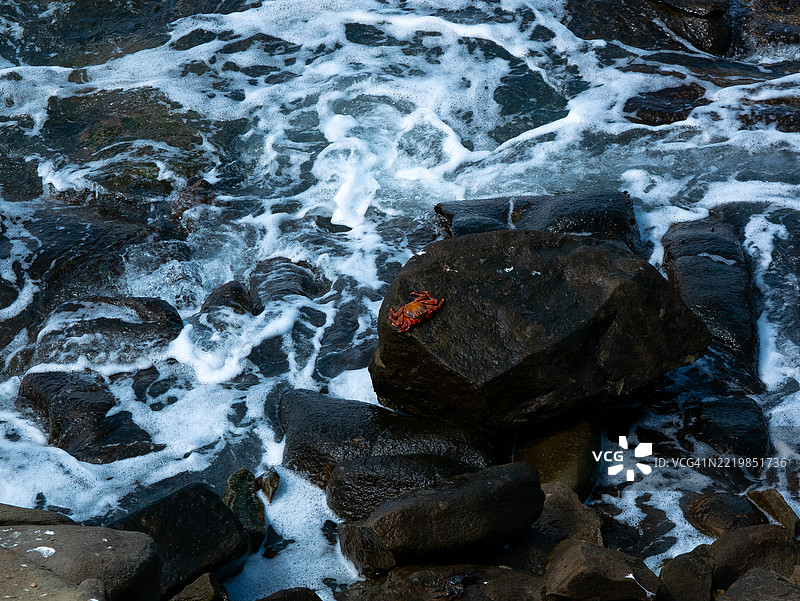 太平洋帕拉卡斯的大岩石上的螃蟹图片素材