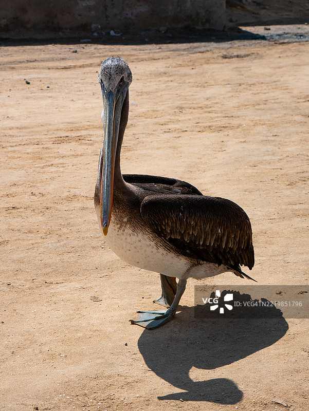 秘鲁鹈鹕（Pelecanus thagus）在秘鲁巴耶斯塔斯群岛的港口散步图片素材