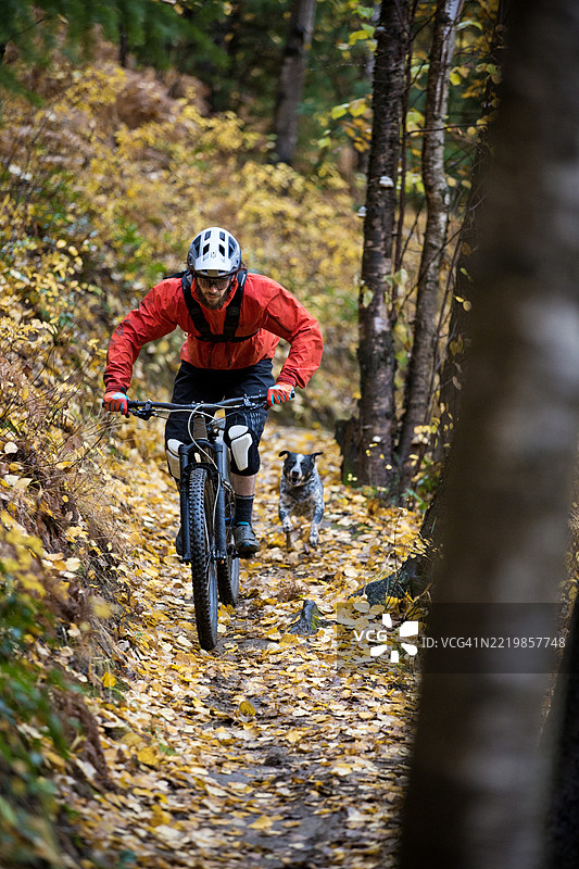 雨天山地自行车狗狗骑行在白杨森林中图片素材