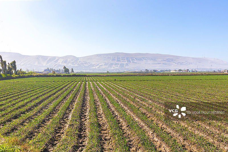 秘鲁阿雷基帕卡马纳谷的洋葱田图片素材
