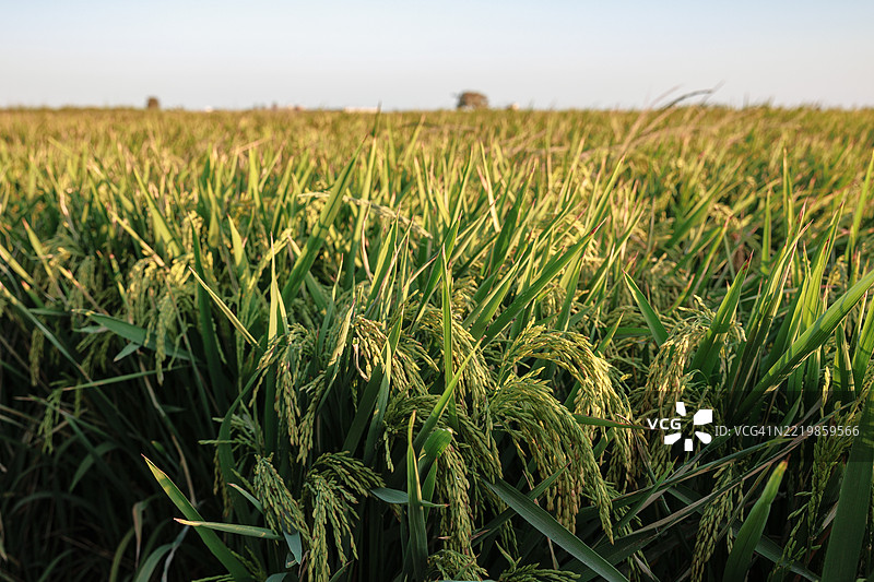 秘鲁阿雷基帕的卡马纳谷稻田图片素材