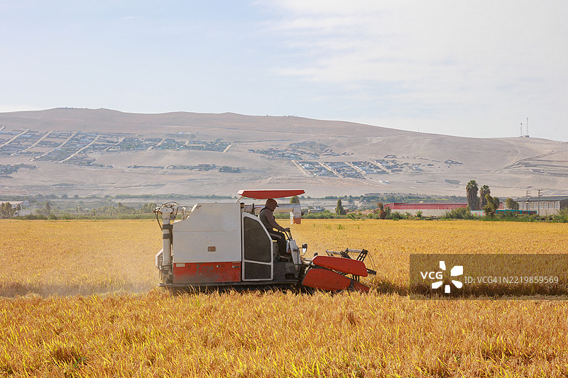 稻谷收割机在田间作业。阿雷基帕，卡马纳谷。图片素材