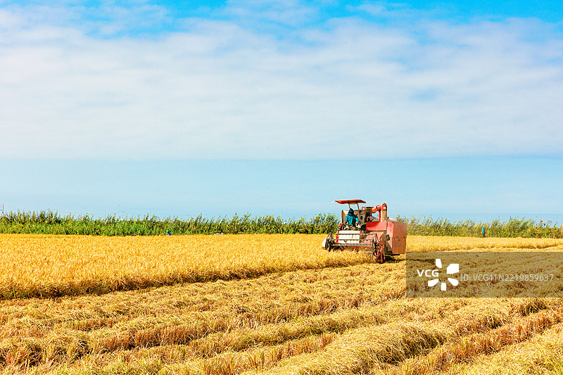 稻谷收割机在田间作业。阿雷基帕，卡马纳谷。图片素材