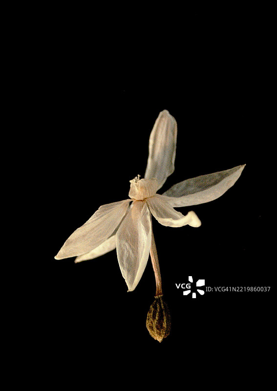 黑色背景上的白色纸花图片素材