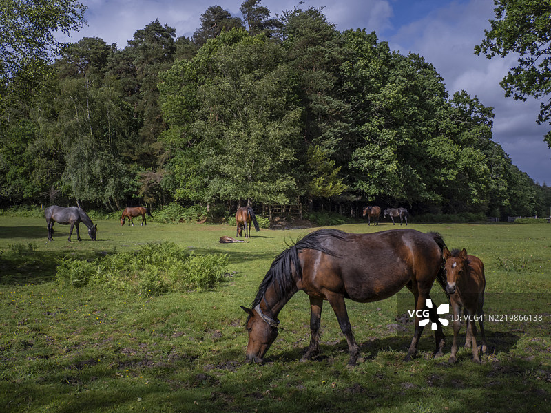 英国汉普郡新森林的野生小马图片素材