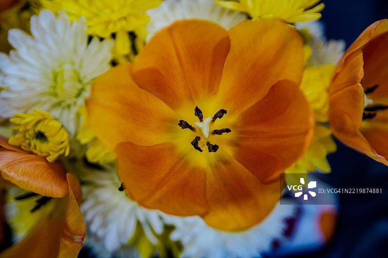 五彩缤纷的花朵图片素材