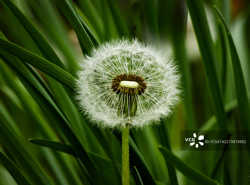 精致的蒲公英绒球图片素材