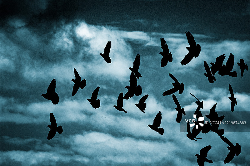 暴风雨天空前飞翔的鸟类剪影图片素材