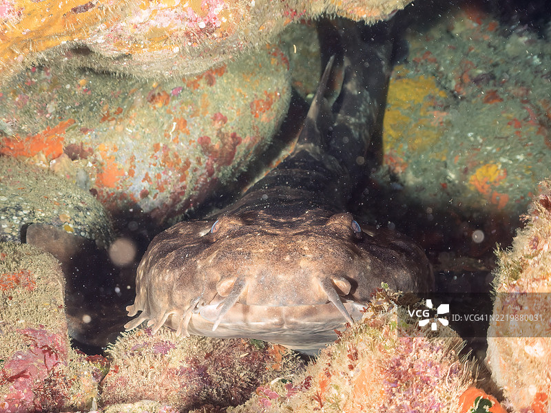 日本扁鲨，Orectolobus japonicus，鲨鱼，位于海洞中。它们通常生活在较深的水域，但在初夏时会来到浅海洞中产仔。图片素材