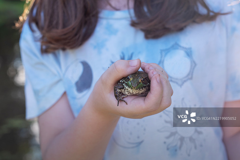 手握北方绿蛙的双手。11岁学生在科学项目中观察这只两栖动物。图片素材