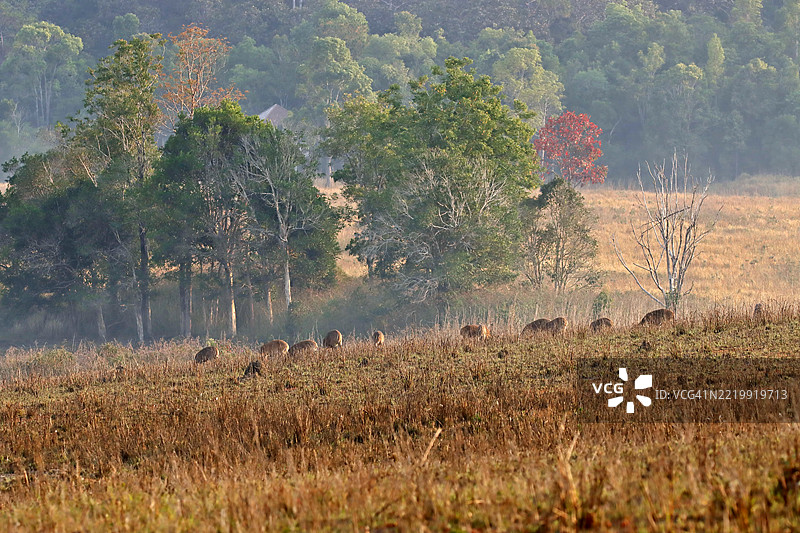 雾气弥漫的草地上，野猪鹿在清晨觅食。图片素材
