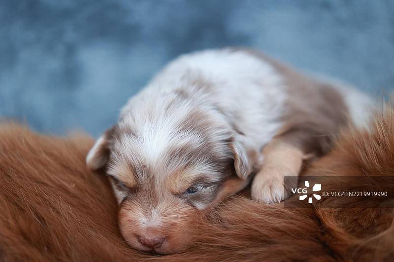 一只棕白相间的小狗正在棕色的表面上睡觉图片素材