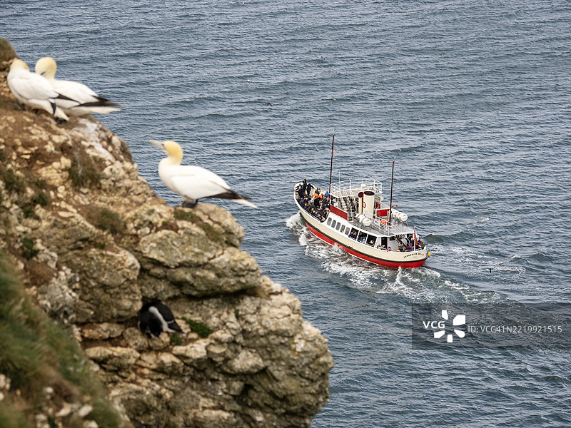 一艘旅游船带着游客前往约克郡的本普顿悬崖观赏筑巢的海鸟，前景中有海鸥。图片素材