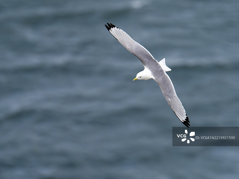 黑腿海鸥，Rissa tridactyla，位于英国约克郡的贝姆顿悬崖。图片素材