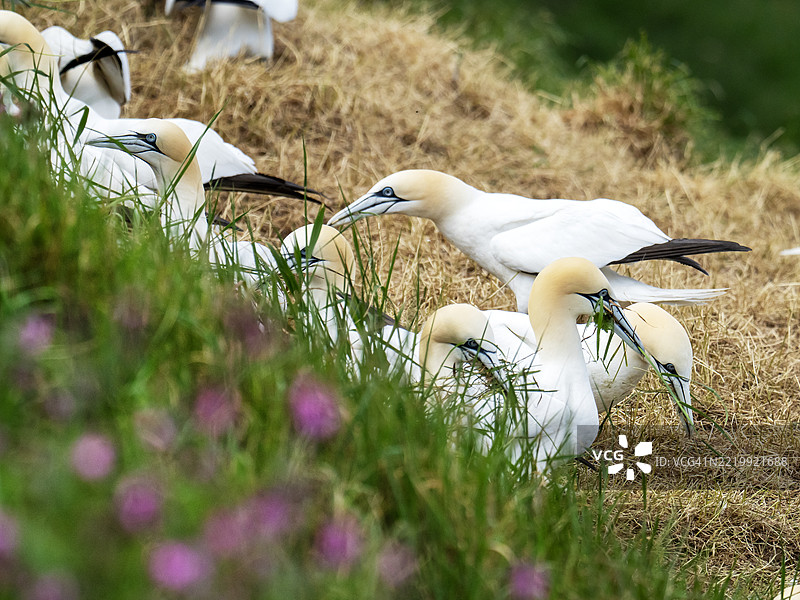 在英国约克郡的贝姆顿悬崖，巴斯海鸥（Morus bassanus）正在收集筑巢材料。图片素材