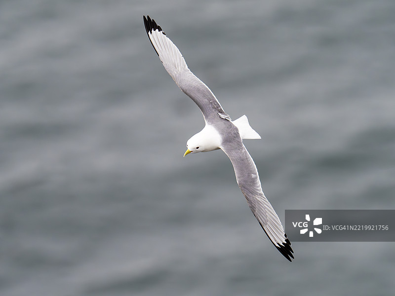 黑腿海鸥，学名Rissa tridactyla，栖息于英国约克郡的贝姆顿悬崖。图片素材